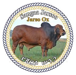 Sangaa4