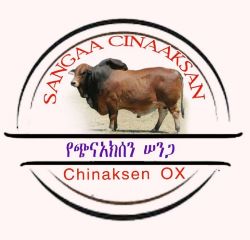 Sangaa5