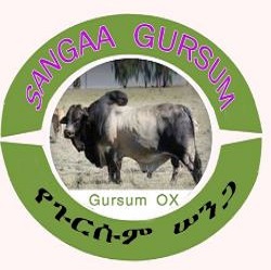 Sangaa7